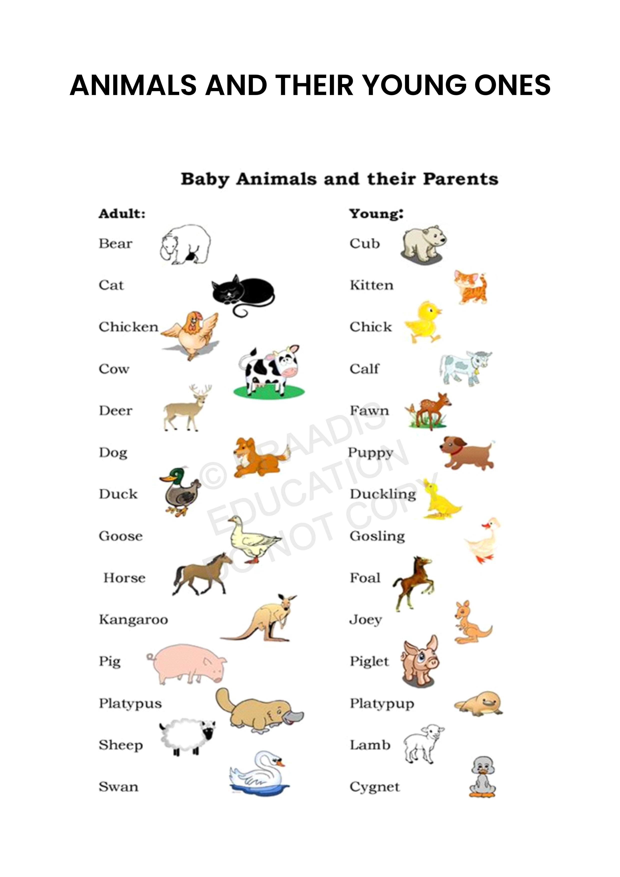 Animals And Their Young Ones Worksheet
