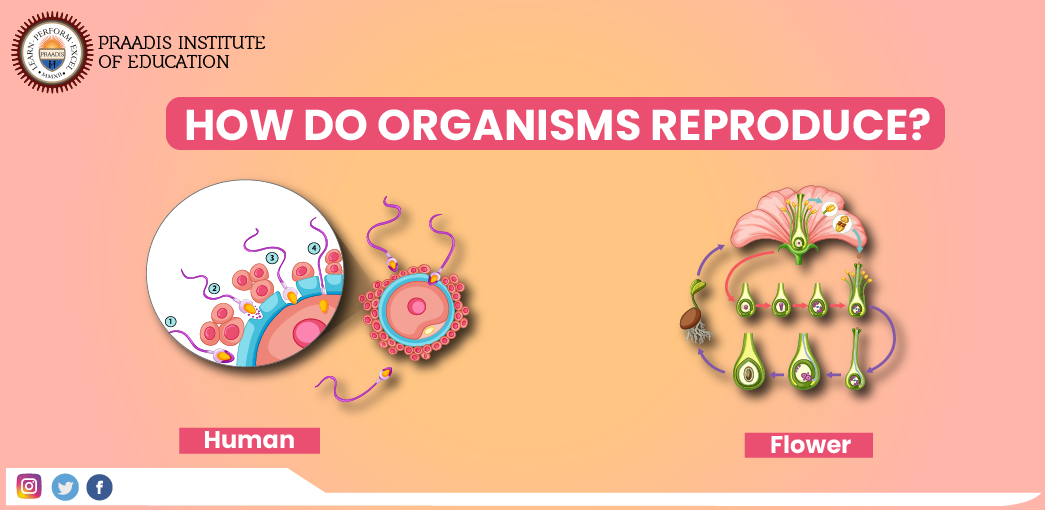 HOW DO ORGANISMS REPRODUCE?