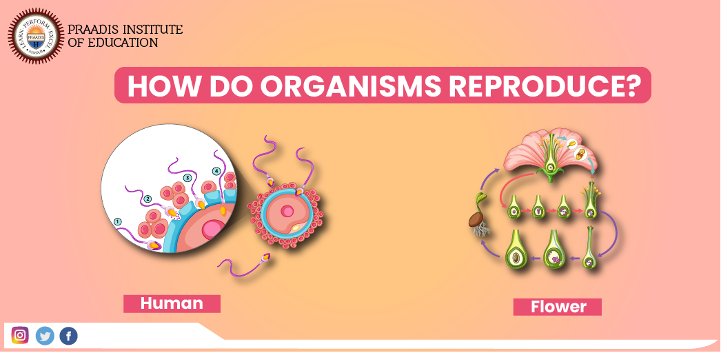 HOW DO ORGANISMS REPRODUCE 